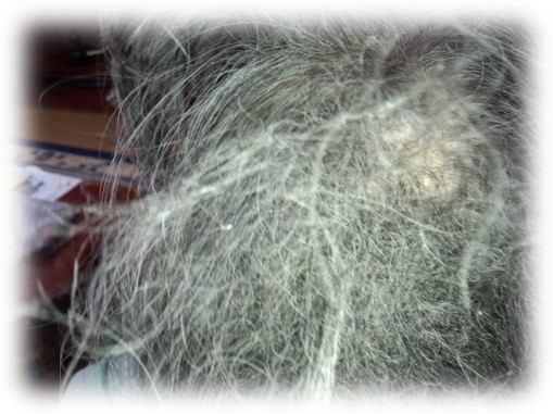 ブラッシング前